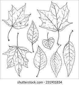 Set of sketches autumn leaves, vector