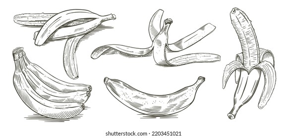 A set of sketches of bananas from different angles. Bunch of fruit, peeled banana, hand drawn peel. Isolated on white background. Vector.