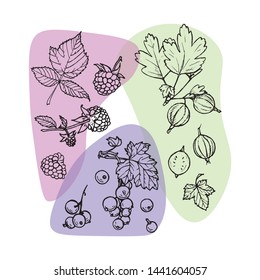 Set of sketches of berries: gooseberry, raspberry and currant.