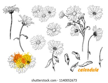 A set of sketches of calendula. A variety of flowers and leaves of calendula.Hand-drawn vector illustration in vintage style.Isolated design elements.