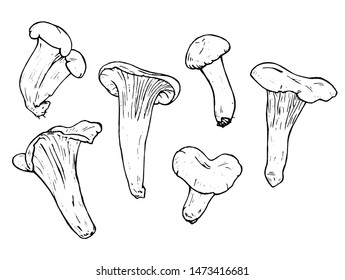 Set of sketches of chanterelle mushrooms, hand-drawn.