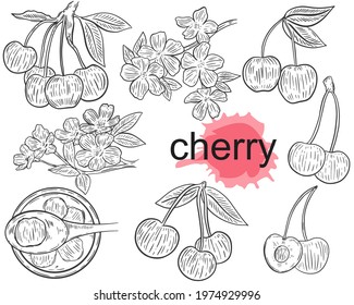 A set of sketches of cherries. Vector. Berriy cherry on a branch, bunch, half, jam. Blooming sakura branch. Simple sketch, hand drawing. Isolated objects on a white background.