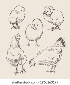 Set sketches of chickens vector illustration