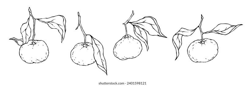 Set of sketches of citrus fruits tangerines. Vector graphics.