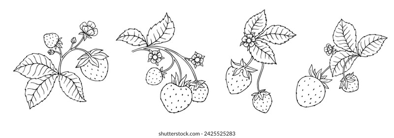 A set of sketches and coloring pages of blooming, summer strawberries. Vector graphics.