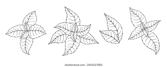Un conjunto de bocetos y páginas para colorear de hojas de menta.Gráficos vectoriales.