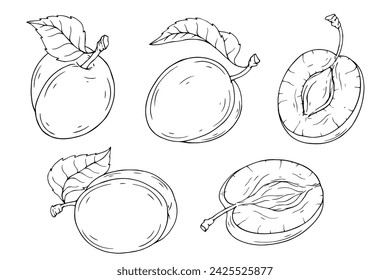 A set of sketches and coloring pages of summer plums and pieces of fruit.Vector graphics.