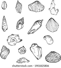 A set of sketches with different seashells. Sketch freehand drawing, black color on a white background. Editable object.
