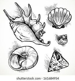 Set of sketches of different shapes shell