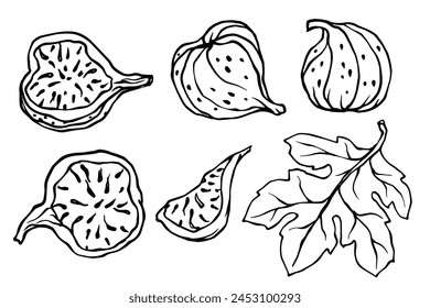 Set of sketches, doodles of fig tree fruits, pieces of figs. vector graphics.