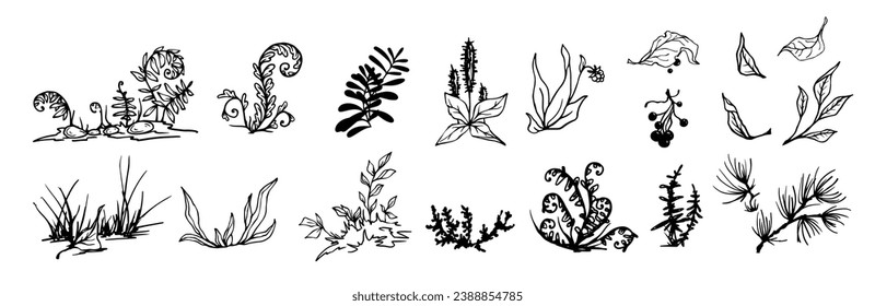 Set of sketches, doodles of forest plants, ferns, leaves, berries, wild grass, grass, coniferous branches. Vector graphics.