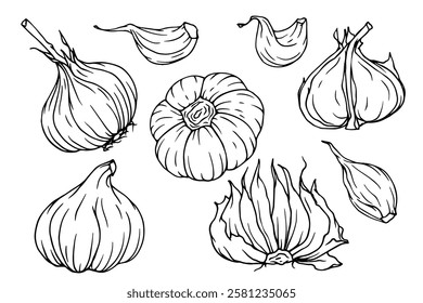 A set of sketches, doodles of a garlic root vegetable. Vector graphics.