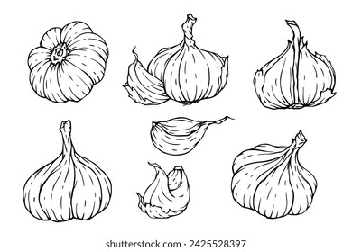 Conjunto de bocetos, garabatos de ajo. Gráficos vectoriales.