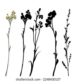 A set of sketches of dry grass and flowers made in watercolor paint and in the form of silhouettes on a white background	