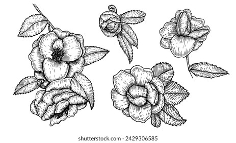 Set of sketches of floral botany, blossom camellia, pink flowers and leaf. Black and white drawing with dashed drawings on a white background. Hand-made botanical illustrations, Vintage styles.