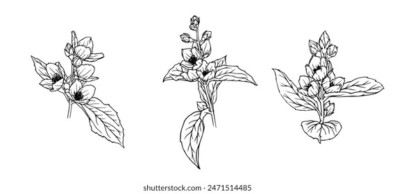 Set of sketches of flowering jasmine branches.Vector graphics.