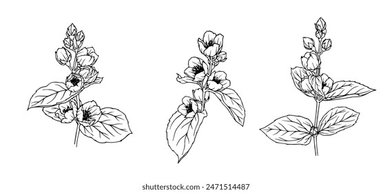 Set of sketches of flowering jasmine branches.Vector graphics.