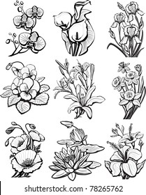 Set of sketches of flowers