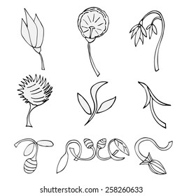 Set of sketches of flowers. Vector isolated on white