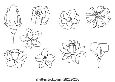 Set of sketches of flowers. Vector isolated on white