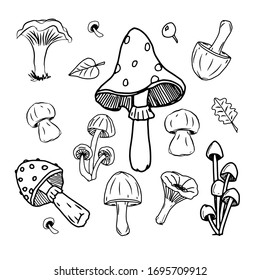 Set of sketches of forest mushrooms. Collection for design. Vector illustration.