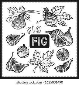 A SET OF SKETCHES OF THE FRUIT OF THE FIG TREE IN VECTOR