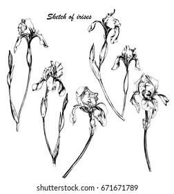  Set of sketches hand drawn flowers irises. Monochrome vector illustration.  Botanical drawing of irises. Elements for Wedding Invitation Design, Greeting Card.