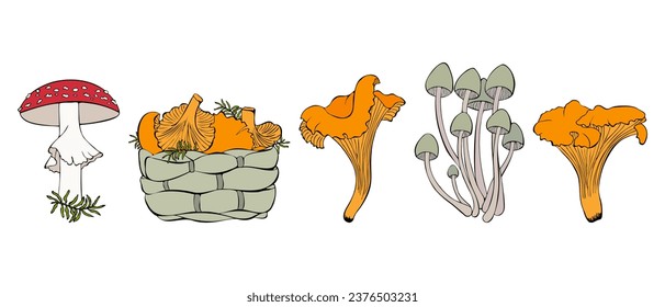 Set sketches with hand drawn mushrooms and basket of chanterelles, fly agaric and chanterelles, isolated, white background.