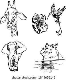 a set of sketches of a hippopotamus in the water, a giraffe, an elephant and a Hummingbird with a flower. monochrome