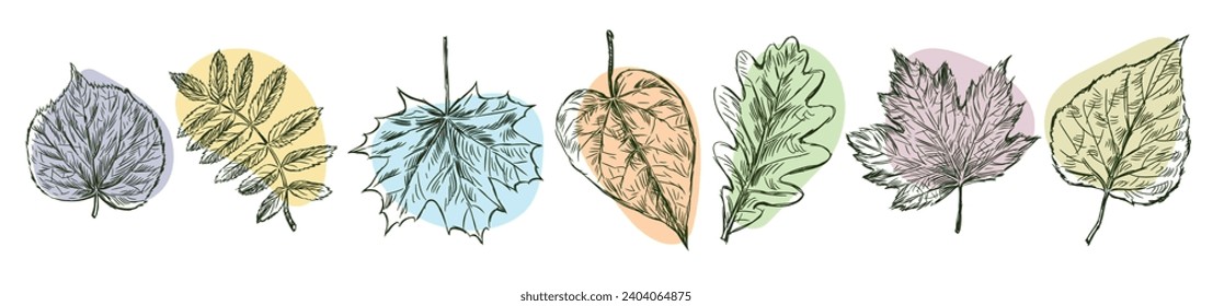 Set of sketches leaves different deciduous trees, vector hand drawn illustration isolated on white