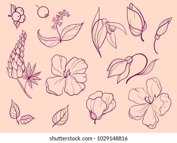 Set of sketches and line doodle plant. Thirteen elements. Flowers, buds, petals, leaves, berries.
