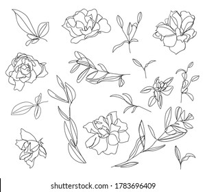 Set of sketches and line doodles. Isolated flowers, leaves - for decoration prints, labels, patterns. - Vector illustration. Coloring book