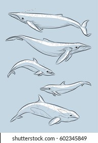 Set of sketches with mammals