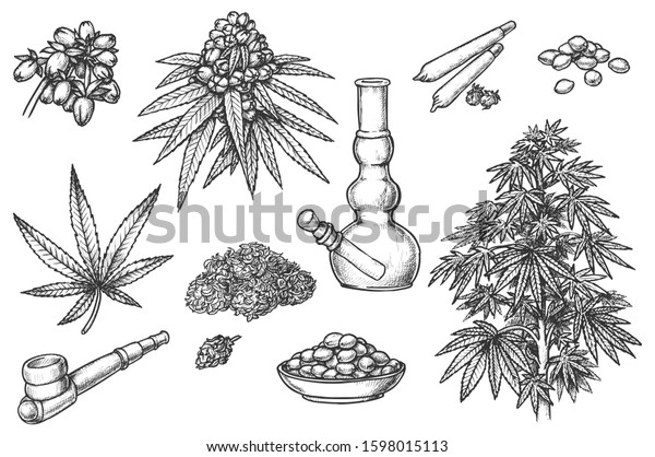 Set Sketches Marijuana Items Hemp Leaves Stock Vector (Royalty Free ...