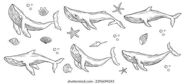 Conjunto de bocetos de ballenas de mamíferos marinos, pez estrella, conchas.Gráficos vectores.