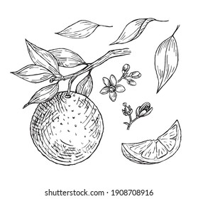 A set of sketches of an orange branch, leaves and flowers.