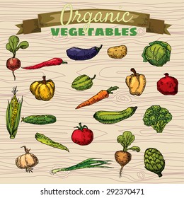 A set of sketches of organic vegetables, hand-drawn pen,
vector illustration