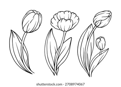 Conjunto de esboços, contornos de flores de primavera e botões de tulipa. Elementos botânicos sazonais. Gráficos vetoriais.