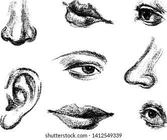 A set of sketches of parts of human face