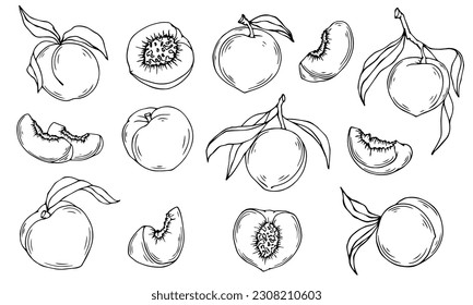 Set of sketches of peaches. Vector graphics.