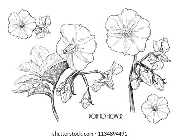 A set of sketches of potato flowers. Hand-drawn vector 
illustration in vintage style.Isolated design elements.