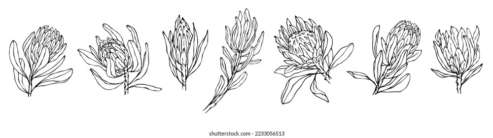 Set of sketches of protea flowers and buds.Vector graphics