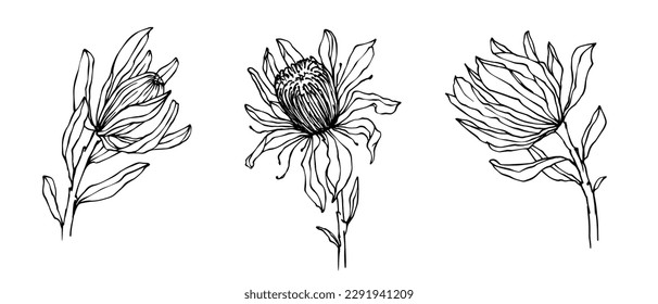 Set of sketches of protea flowers and buds.Vector graphics.