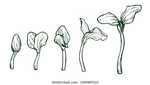 A set of sketches of pumpkin sprouts.