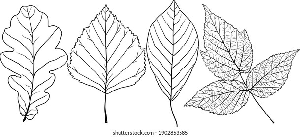 34,346 Leaves Of Different Shapes Images, Stock Photos & Vectors ...