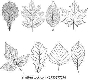 34,346 Leaves Of Different Shapes Images, Stock Photos & Vectors ...