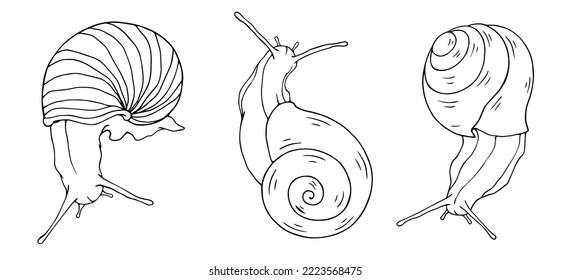 Set of sketches of snails.Stylized vector graphics.