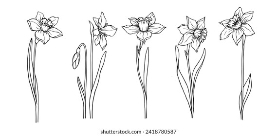 Set of sketches of spring flowers and daffodil buds.Vector graphics.