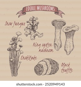 Set of sketches with Tremella fuciformis aka snow fungus, Pleurotus eryngii aka king oyster mushroom, Flammulina filiformis aka enokitake mushroom and Tuber melanosporum aka black truffle.