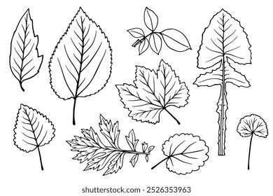A set of sketches of various leaves. Decorative botanical elements. Vector graphics.